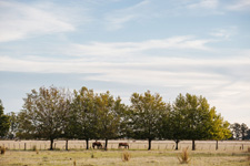 Argentina-Buenos Aires-Estancia Getaway near Buenos Aires